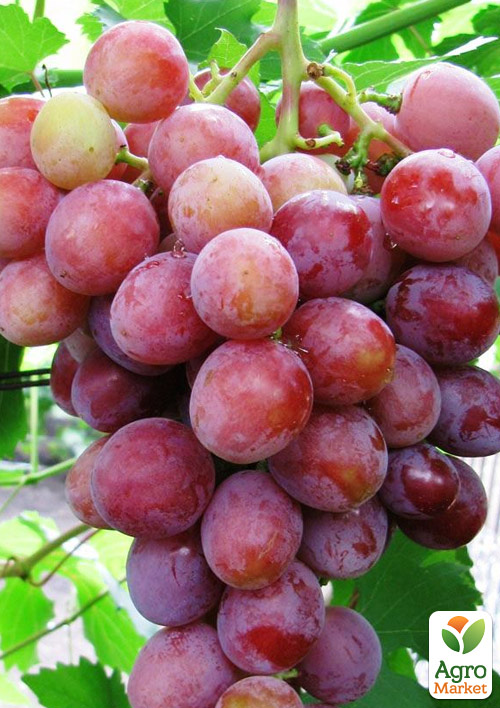 Виноград Дашуня (ранний срок созревания)
Виноград Дашуня (ранний срок созревания)