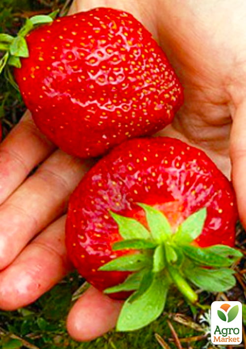 Полуниця Гігант джорнея (середньо-ранній термін дозрівання, високоврожайний сорт)
Полуниця Гігант джорнея (середньо-ранній термін дозрівання, високоврожайний сорт)