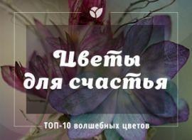10 кімнатних рослин, що приносять щастя, удачу, любов і багатство - Agro-Market