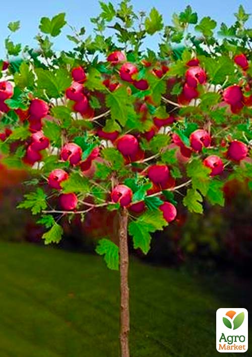 Агрус на штамбі Сенатор (середній термін дозрівання)
Агрус на штамбі Сенатор (середній термін дозрівання)