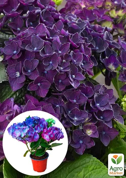 LMTD Гортензия крупнолистная цветущая 3-х летняя Deep Purple Dance (30-45см)
LMTD Гортензия крупнолистная цветущая 3-х летняя Deep Purple Dance (30-45см)