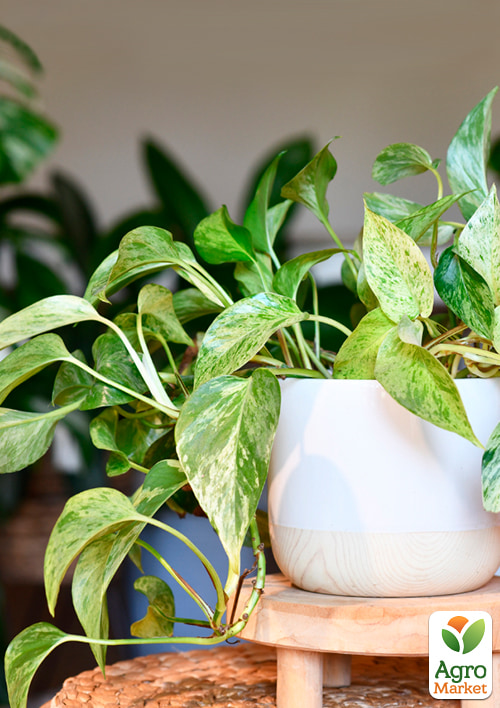 Эпипремнум Marble Queen 20-30см
Эпипремнум Marble Queen 20-30см