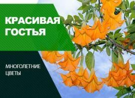 Як виростити бругмансію - корисні статті про садівництво від Agro-Market