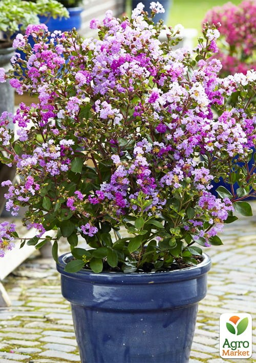 Лагерстремия индийская сирень With Love Eternal (Lagerstroemia indica With Love Eternal)
Лагерстремия индийская сирень With Love Eternal (Lagerstroemia indica With Love Eternal)