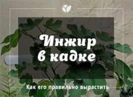 Як виростити інжир у діжці - Agro-Market