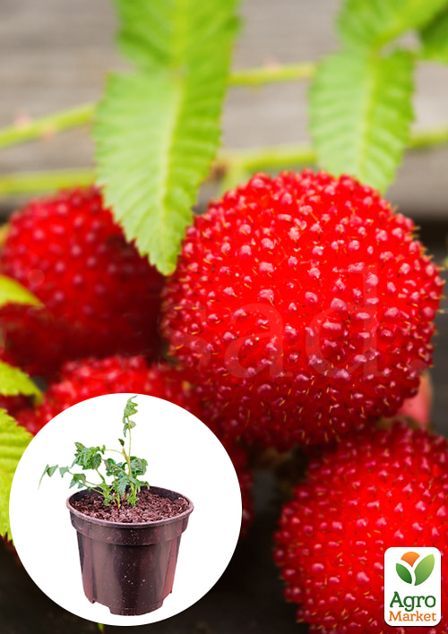 Тибетська малина «Rosi», укорінена у контейнері (середньостиглий сорт)
Тибетська малина «Rosi», укорінена у контейнері (середньостиглий сорт)