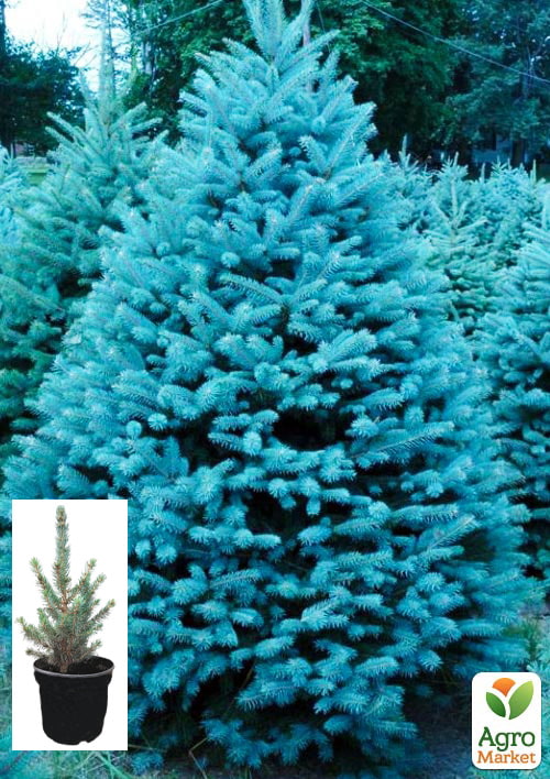 Ялина колюча блакитна Super Blue Seedling S3, висота 35-45см
Ялина колюча блакитна Super Blue Seedling S3, висота 35-45см