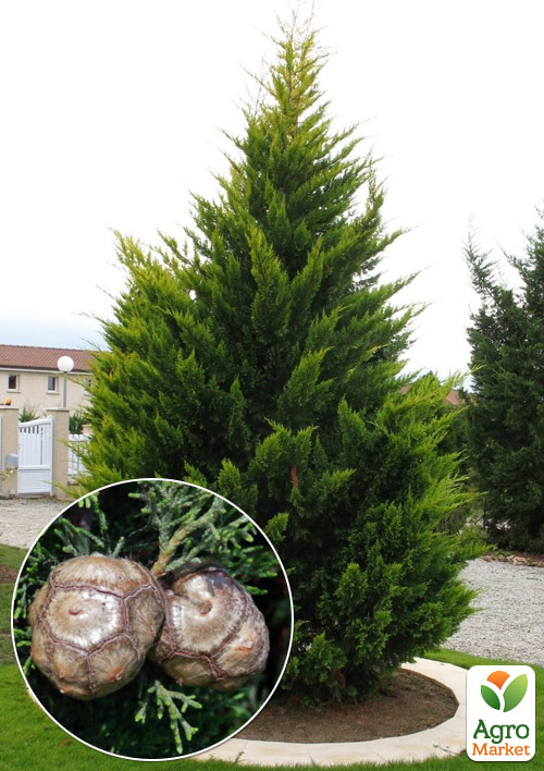Кипарис Крупноплідний (Cupressus Macrocarpa) контейнер Р9
Кипарис Крупноплідний (Cupressus Macrocarpa) контейнер Р9
