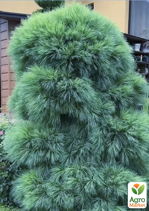 Сосна Шверина привитая 4-х летняя Wiethorst С5 высота 30-40 см
Сосна Шверина привитая 4-х летняя Wiethorst С5 высота 30-40 см