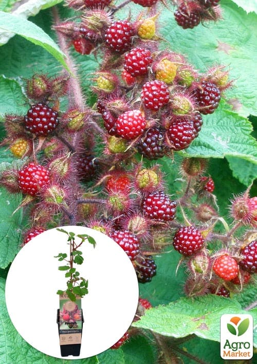 LMTD Малина пурпурноплодная Phoenicolasius (сортовая, укорененная) высота 50-70см
LMTD Малина пурпурноплодная Phoenicolasius (сортовая, укорененная) высота 50-70см