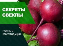 Посадка буряка - корисні статті про садівництво від Agro-Market