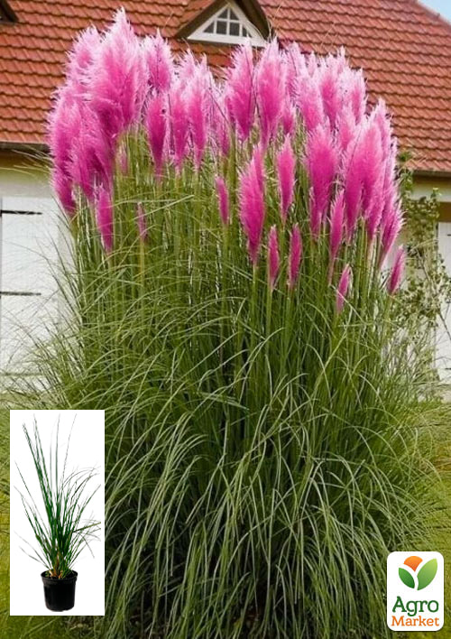 Кортадерія Пампасна трава 2х літня Pink Feather
Кортадерія Пампасна трава 2х літня Pink Feather