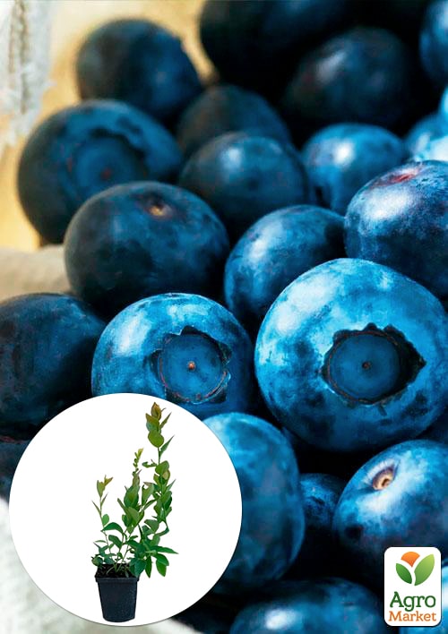 Лохина (чорниця садова) Нельсон (Nelson) (пізній термін дозрівання, один з великоплідних сортів)
Лохина (чорниця садова) Нельсон (Nelson) (пізній термін дозрівання, один з великоплідних сортів)