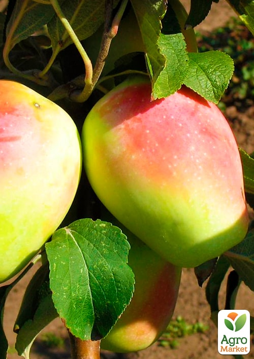 Яблуня Сінап Алма-Атинській (зимовий сорт, пізній термін дозрівання)
Яблуня Сінап Алма-Атинській (зимовий сорт, пізній термін дозрівання)