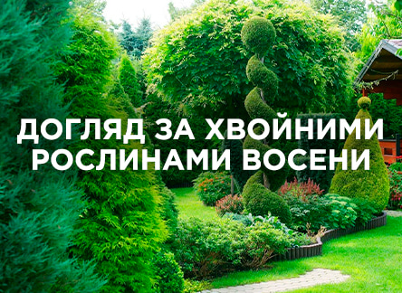 Осінній догляд за хвойними рослинами