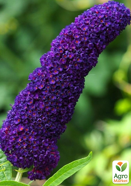 Буддлея Давида Black Knight
Буддлея Давида Black Knight