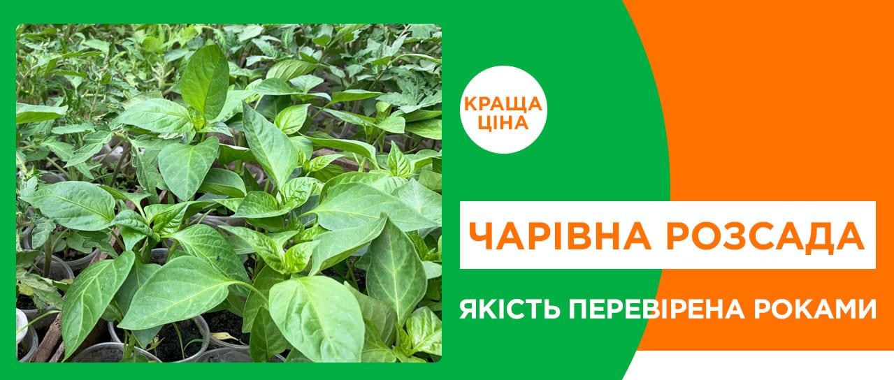 Розсада мрії!