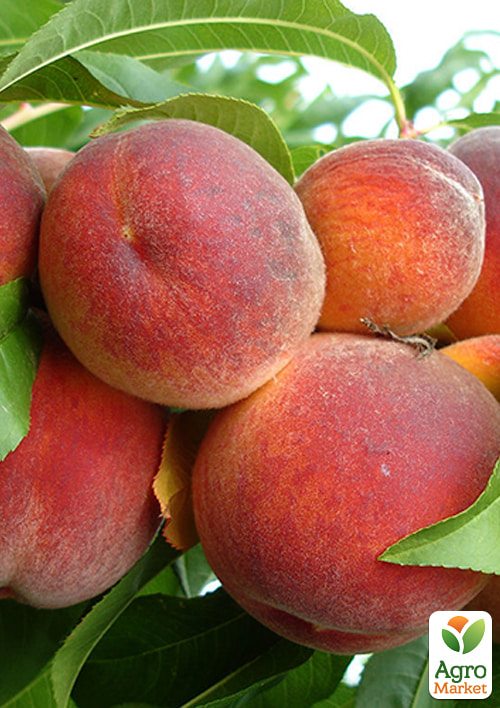 Персик Тарсан (великоплідний, морозостійкий, пізній термін дозрівання)
Персик Тарсан (великоплідний, морозостійкий, пізній термін дозрівання)