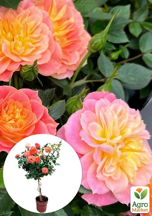 LMTD Роза на штамбе цветущая 3-х летняя Royal Yellow Orange (укорененный саженец в горшке, высота50-80см)
LMTD Роза на штамбе цветущая 3-х летняя Royal Yellow Orange (укорененный саженец в горшке, высота50-80см)