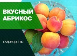 Сорти абрикоса - корисні статті про садівництво від Agro-Market