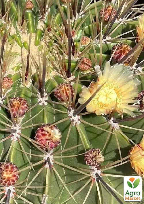 Кактус Ферокактус полуостровной Ferocactus peninsulae (вазон Ø 12) (Нидерланды)
Кактус Ферокактус полуостровной Ferocactus peninsulae (вазон Ø 12) (Нидерланды)