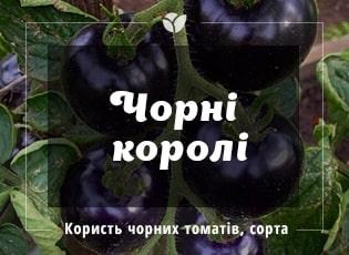 Чорні томати: кращі сорти, строки посіву насіння