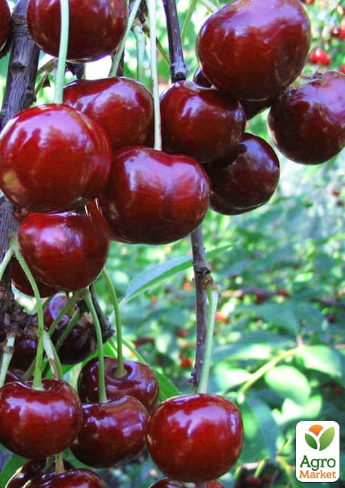 Вишня карликовая шаровидная Ожидание Эксклюзив!
Вишня карликовая шаровидная Ожидание Эксклюзив!