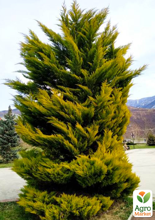 Купрессоципарис Лейланда Gold Rider (контейнер Р9)
Купрессоципарис Лейланда Gold Rider (контейнер Р9)