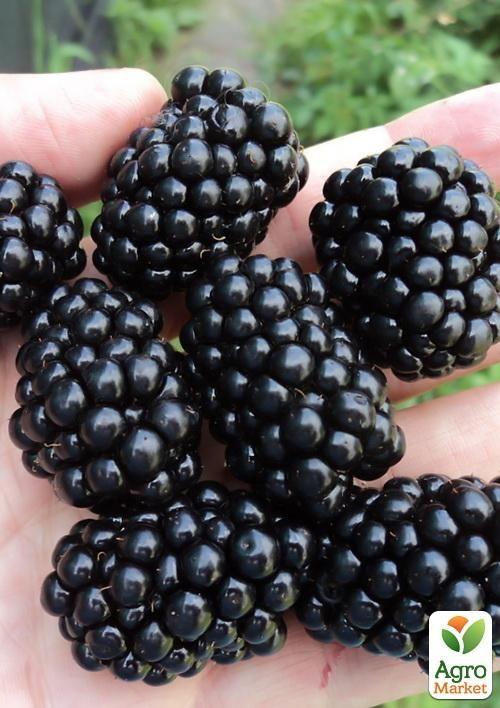 Ожина ультрарання Лох Тей (Loch Tay)
Ожина ультрарання Лох Тей (Loch Tay)