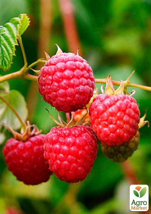 Малина Новокитаевская (ранний срок созревания, высокоурожайный сорт) 1-летний саженец
Малина Новокитаевская (ранний срок созревания, высокоурожайный сорт) 1-летний саженец