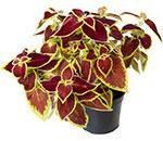 Голландские семена колеуса