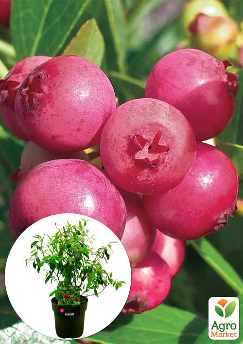 LMTD Чорниця рожева Pink Lemonade (сортова, укорінена) висота 50-70
LMTD Чорниця рожева Pink Lemonade (сортова, укорінена) висота 50-70