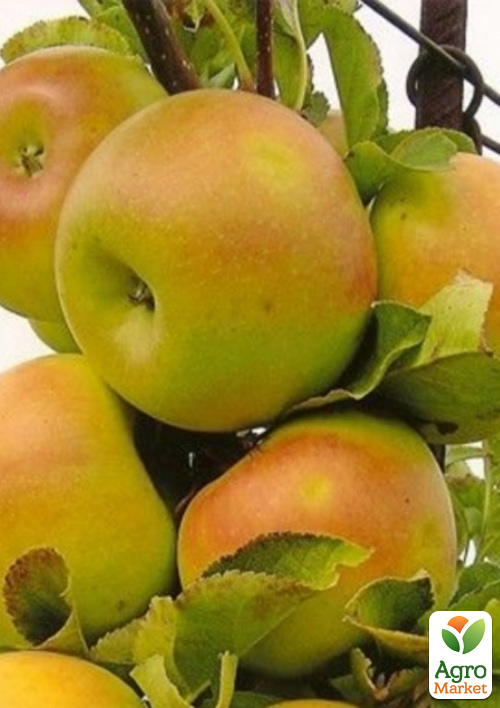 Яблоня колоновидная Искорка (высокие вкусовые качества, средний срок созревания)
Яблоня колоновидная Искорка (высокие вкусовые качества, средний срок созревания)