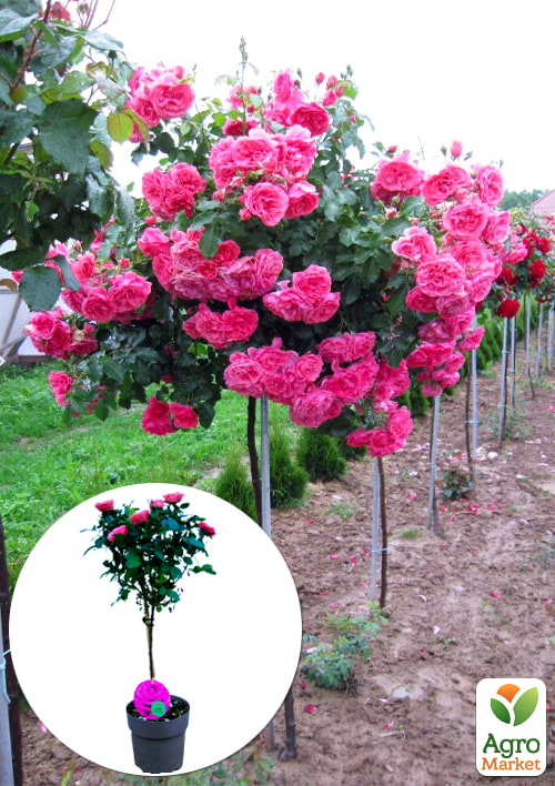 LMTD Роза на штамбе цветущая 3-х летняя Royal Pink (укорененный саженец в горшке, высота50-80см)
LMTD Роза на штамбе цветущая 3-х летняя Royal Pink (укорененный саженец в горшке, высота50-80см)