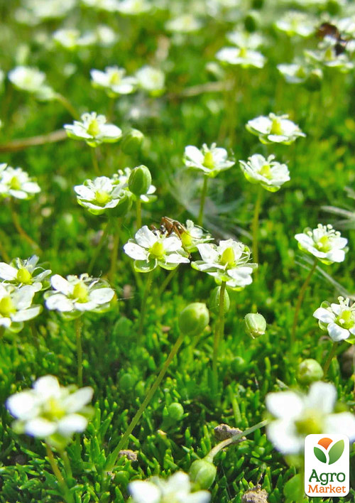 Мшанка (ирландский мох) Green Moss
Мшанка (ирландский мох) Green Moss