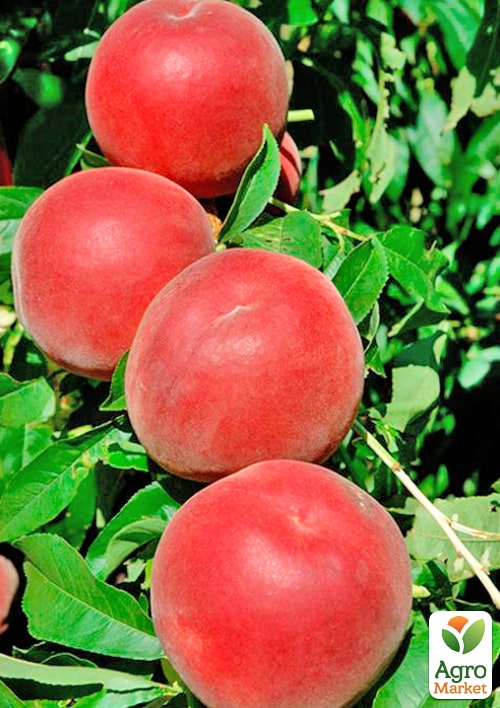 Персик Шугар Тайм (літній сорт, ранній термін дозрівання) 1 саджанець в упаковці
Персик Шугар Тайм (літній сорт, ранній термін дозрівання) 1 саджанець в упаковці