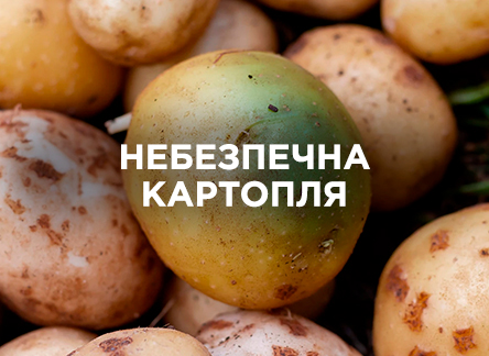 Какой картофель опасно употреблять в пищу? Какой картофель опасно употреблять в пищу?