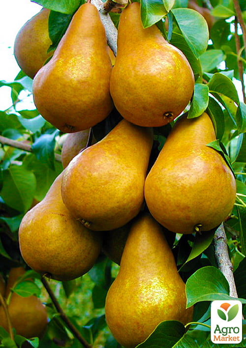 Груша Бере Боск (осенний сорт, средний срок созревания)
Груша Бере Боск (осенний сорт, средний срок созревания)