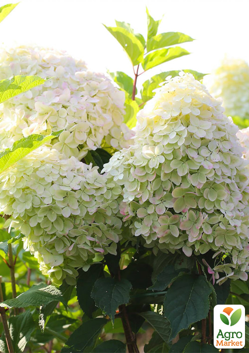Эксклюзив! Гортензия метельчатая белая Танцующая белая ночь (Dance White Midnight) (контейнер P9)
Эксклюзив! Гортензия метельчатая белая Танцующая белая ночь (Dance White Midnight) (контейнер P9)