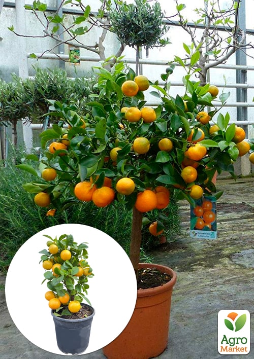 LMTD Каламондін на штамбі з плодом 4-х річний Sentinel (35-45см)
LMTD Каламондін на штамбі з плодом 4-х річний Sentinel (35-45см)