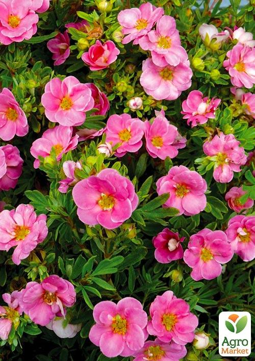 Перстач Чагарниковий Lovely Pink
Перстач Чагарниковий Lovely Pink