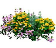 Новые растения