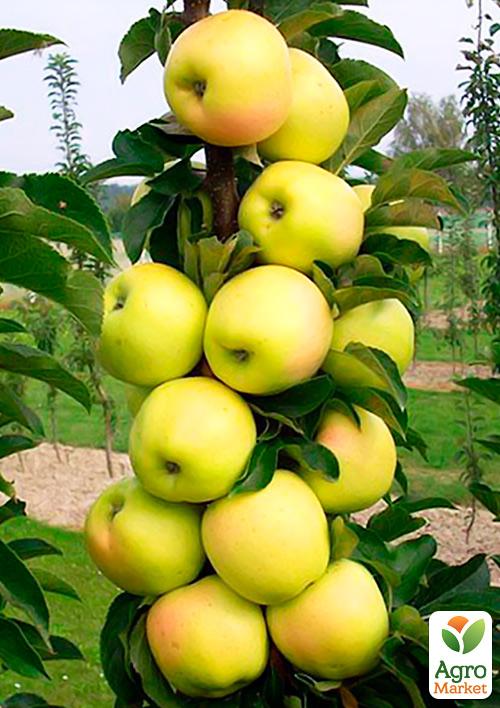Эксклюзив! Яблоня колоновидная зеленая с кремовым румянцем Королевский десерт (Royal dessert) (премиальный крупноплодный сорт)
Эксклюзив! Яблоня колоновидная зеленая с кремовым румянцем Королевский десерт (Royal dessert) (премиальный крупноплодный сорт)