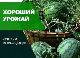 Формування кавунів - корисні статті про садівництво від Agro-Market
