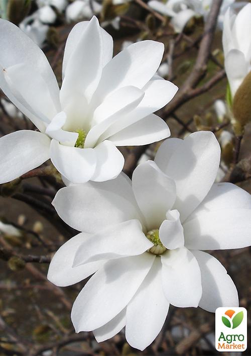 Магнолія зірчаста біла Роял Стар (Royal Star)
Магнолія зірчаста біла Роял Стар (Royal Star)