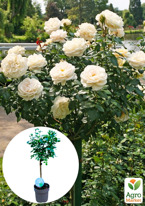 LMTD Троянда на штамбі квітуча 3-х річна Royal White (укорінений саджанець у горщику, висота50-80см)
LMTD Троянда на штамбі квітуча 3-х річна Royal White (укорінений саджанець у горщику, висота50-80см)