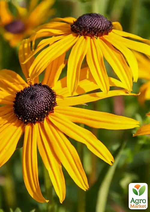 Рудбекія блискуча Goldsturm вазон С2
Рудбекія блискуча Goldsturm вазон С2