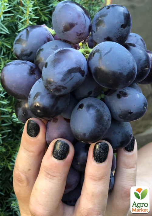 Виноград Фуджімінорі (ранній сорт японської селекції з дуже великою ягодою)
Виноград Фуджімінорі (ранній сорт японської селекції з дуже великою ягодою)