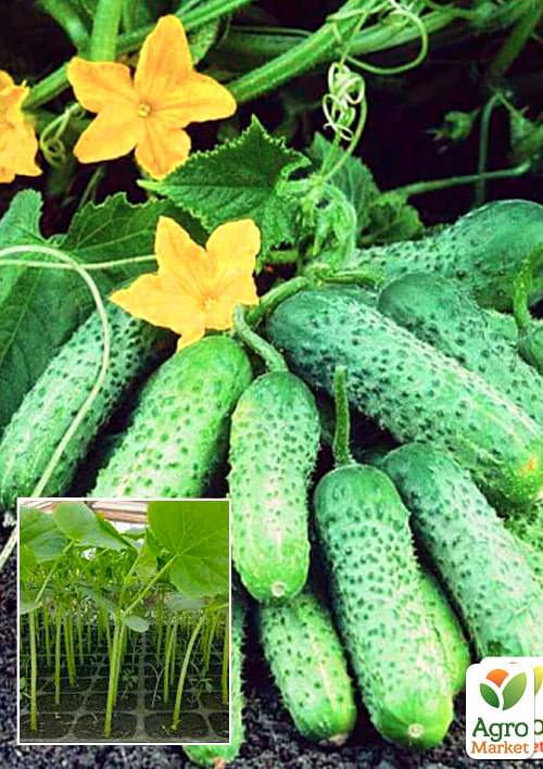 Розсада Огірок Воргебірштраубе (фермерське вирощування), 1шт в упаковці
Розсада Огірок Воргебірштраубе (фермерське вирощування), 1шт в упаковці