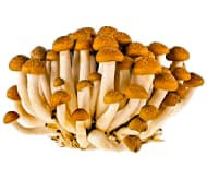 Міцелій опеньок